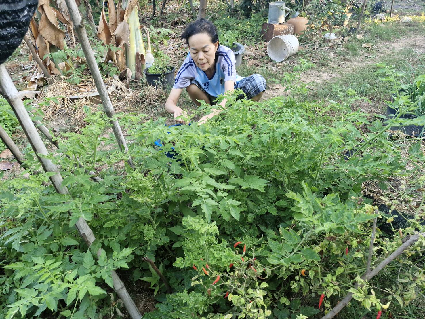 🥗 พช.แวงใหญ่​ : ดำเนินกิจกรรมการน้อมนำแนวพระราชดำริของสมเด็จพระกนิษฐาธิราชเจ้า กรมสมเด็จพระเทพรัตนราชสุดาฯ สยามบรมราชกุมารี สู่ปฏิบัติการปลูกผักสวนครัว เพื่อสร้างความมั่นคงทางอาหาร ภายใต้กรอบแนวคิด “ปรับเปลี่ยนดี ชีวิมีสุข” (Change for 5 G Plus)